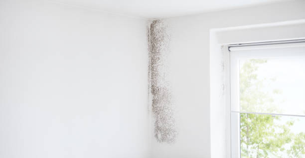 Mold Remediation for Rental Properties in Fort Bragg, CA